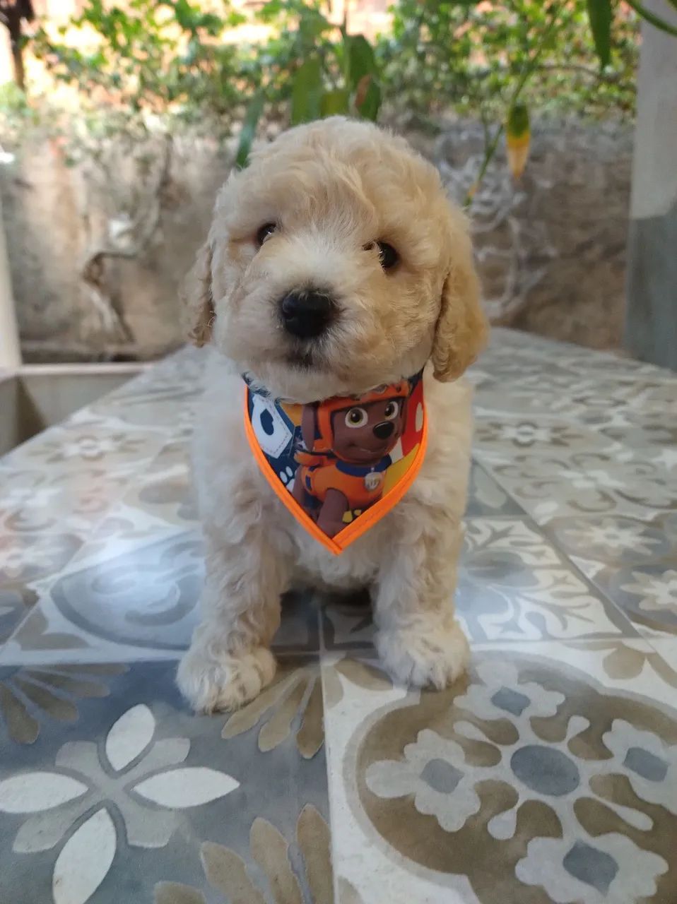 Poodle ? - Foto 4