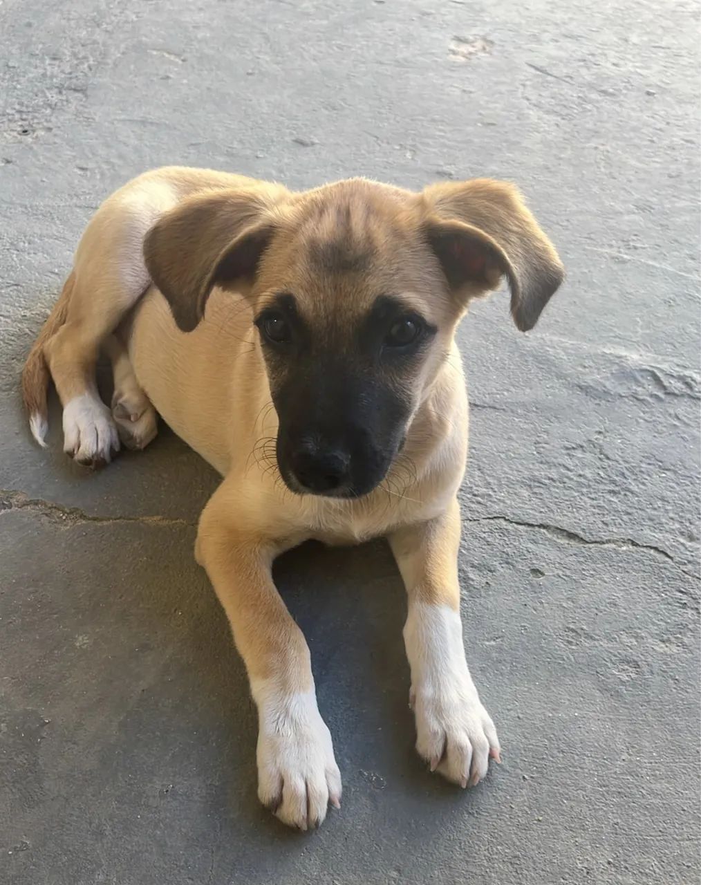 Adoção Responsável  - Foto 3