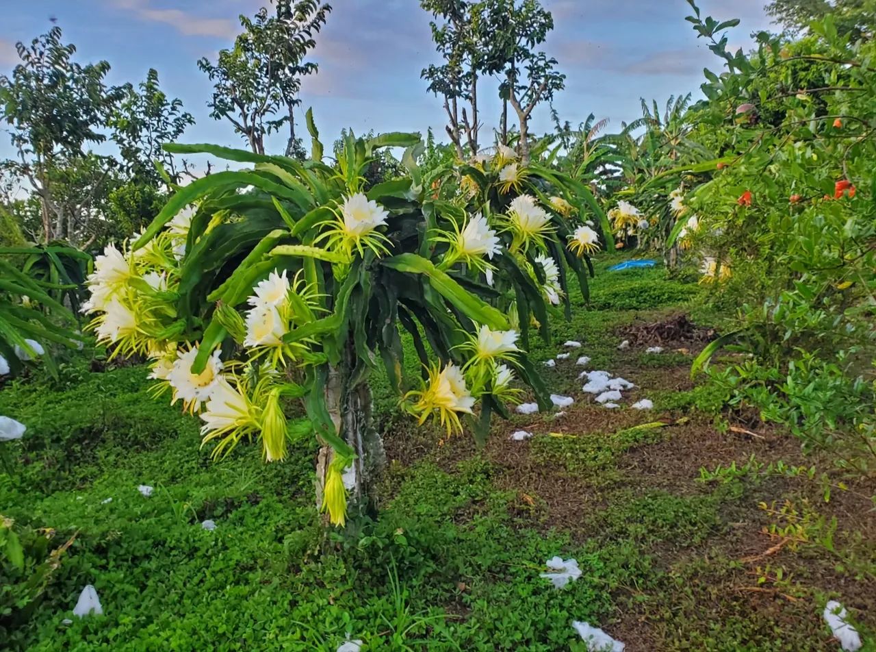 Mudas de pitaya  - Foto 2