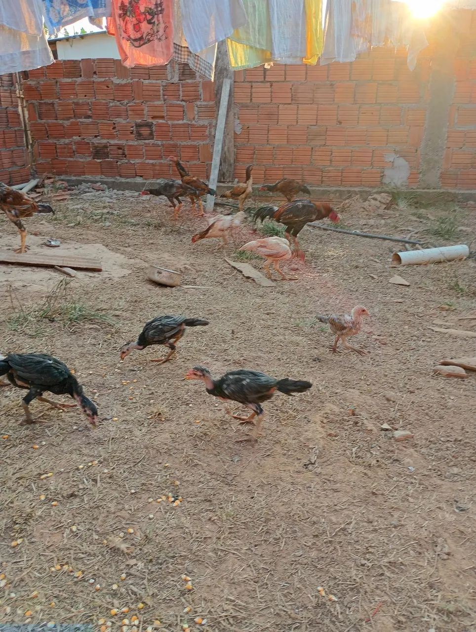 Vendo frangos 