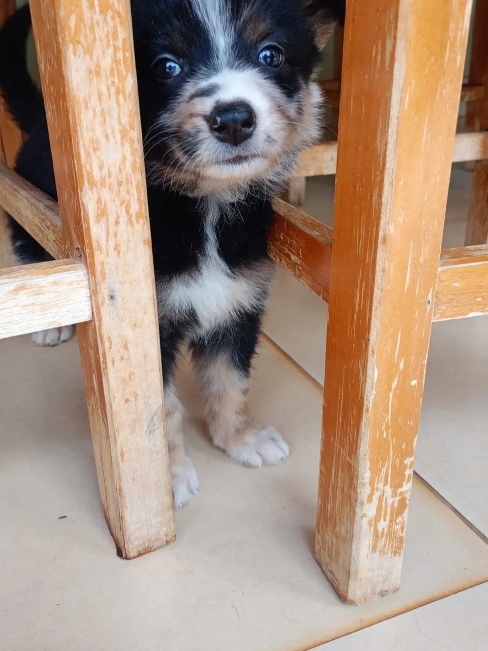 Doa-se duas cachorrinhas  - Foto 3