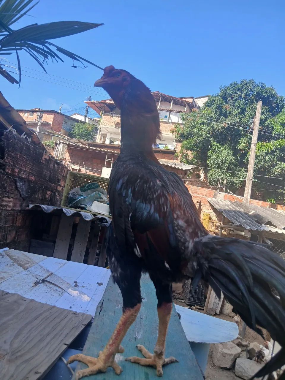 Galo - Foto 5