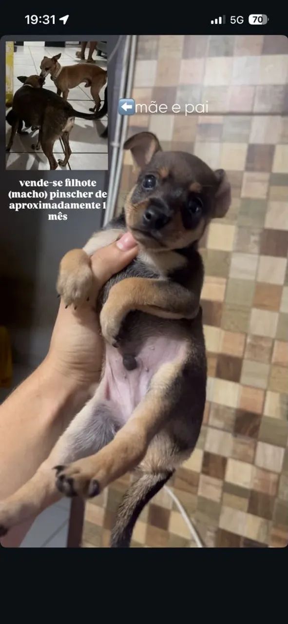 Vende-se pinscher MACHO de 1 mês 