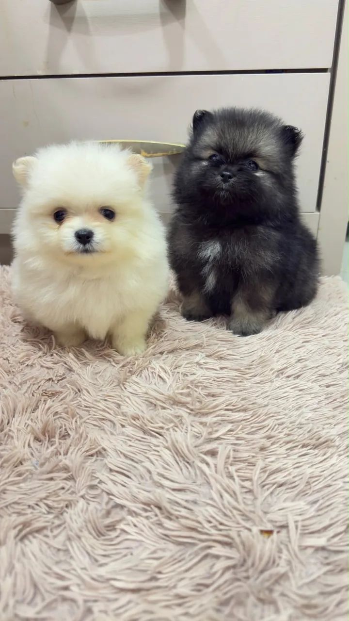 Spitz Alemão Fêmea e Macho - Foto 4