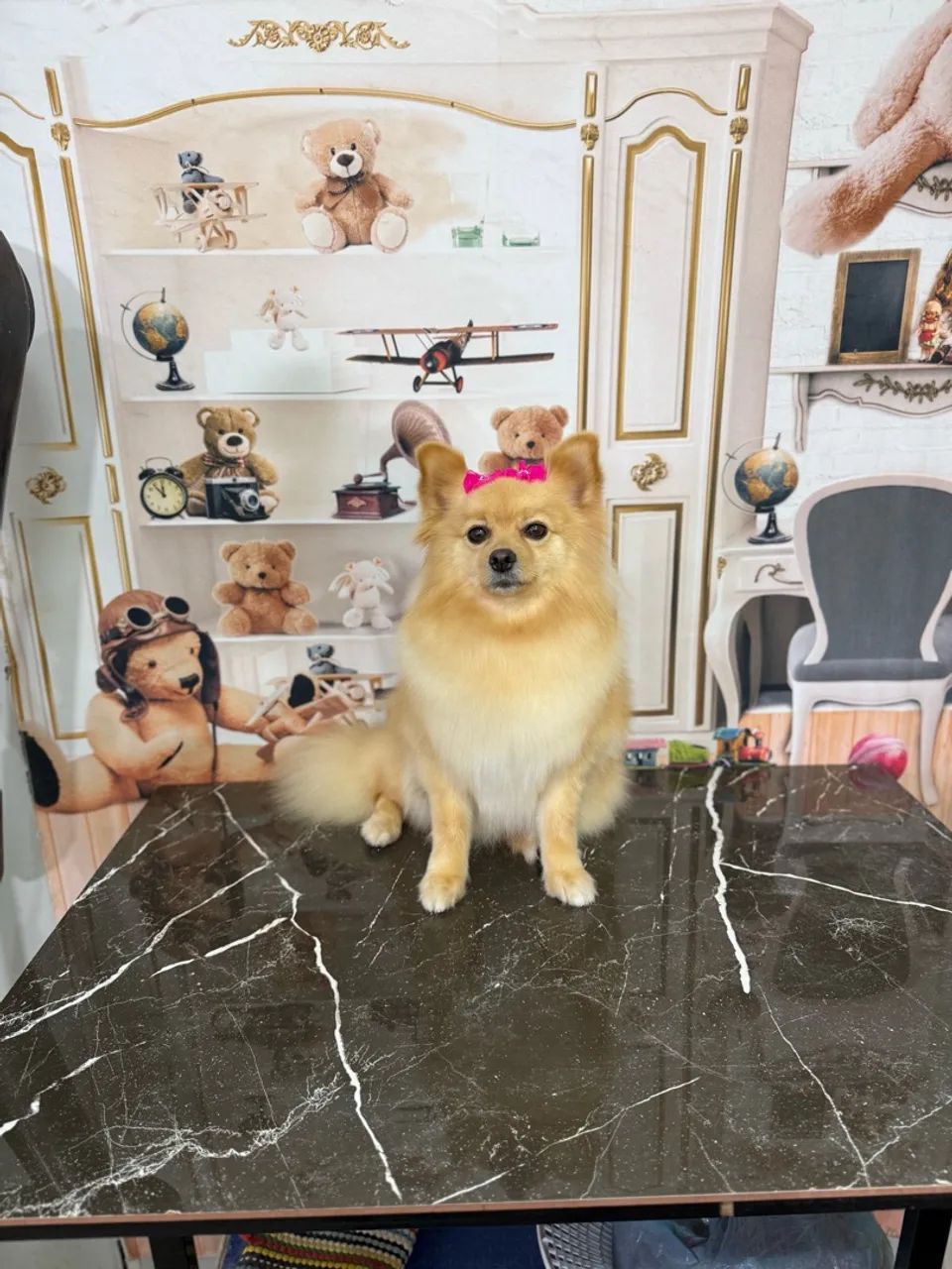 Spitz Alemão  - Foto 3