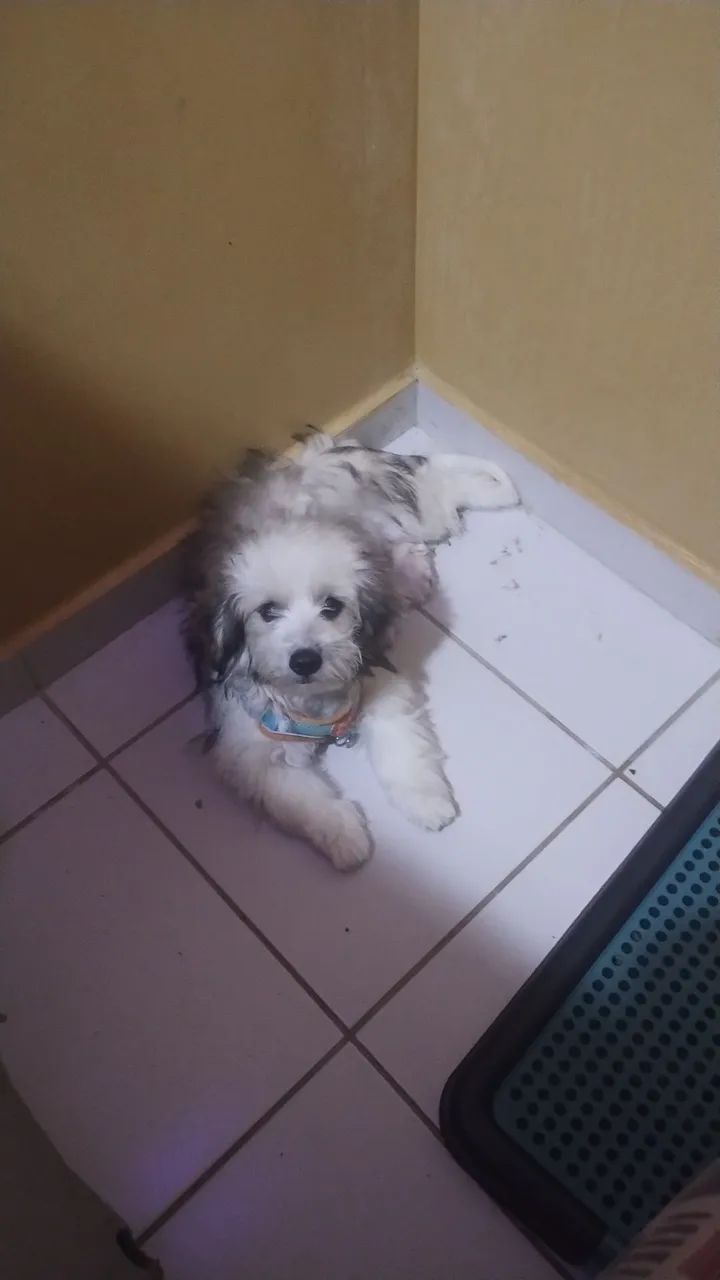 CACHORRO LHASA APSO ORIGINAL 