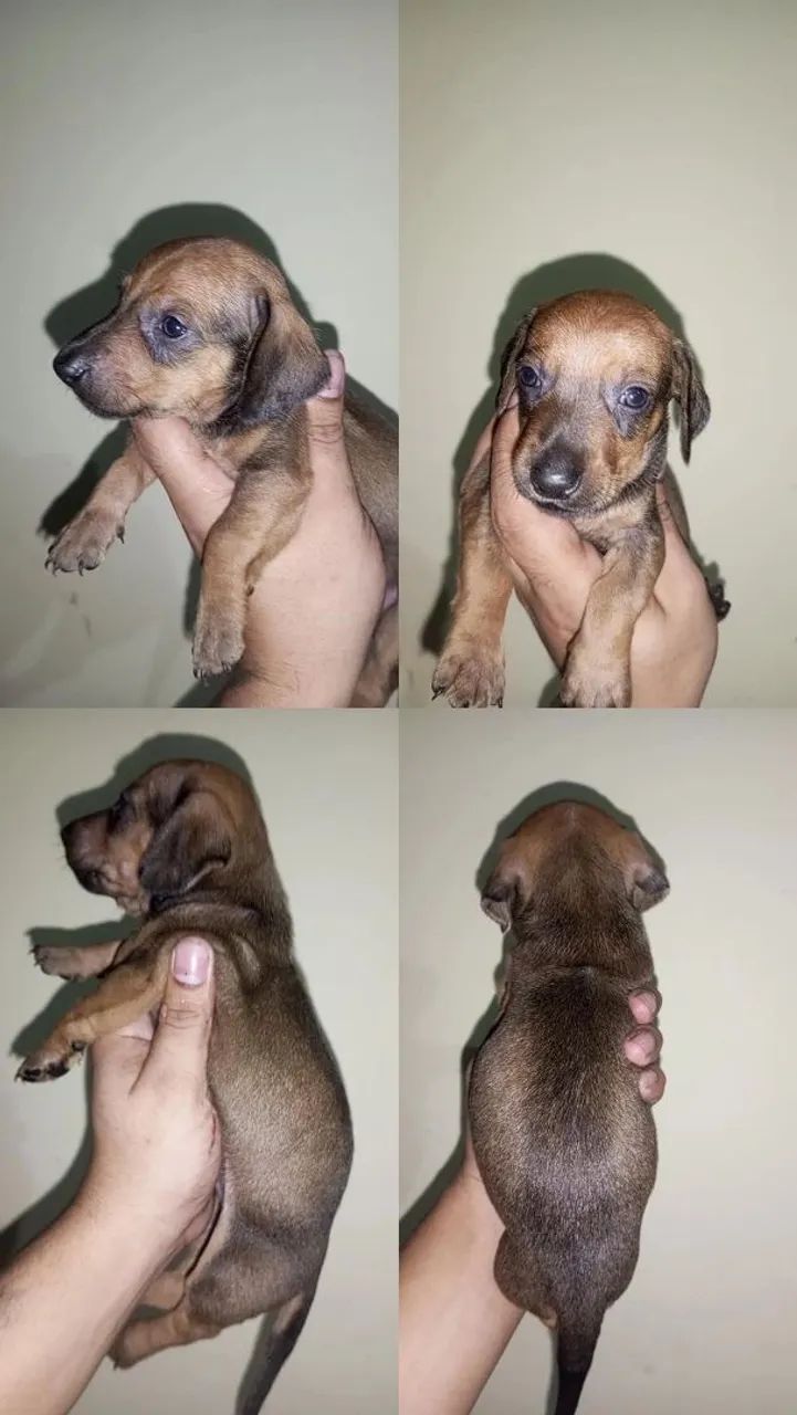 Cachorro  - Foto 3