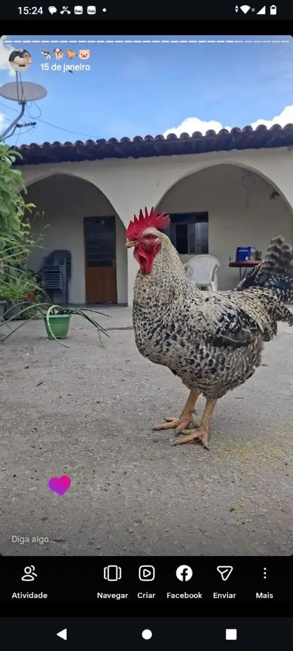 Galo carijó 