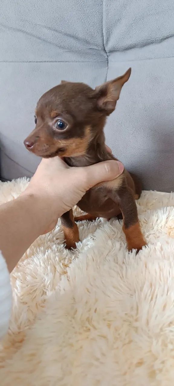 Vendo pinscher Zero, mini, super pequeno - Foto 2