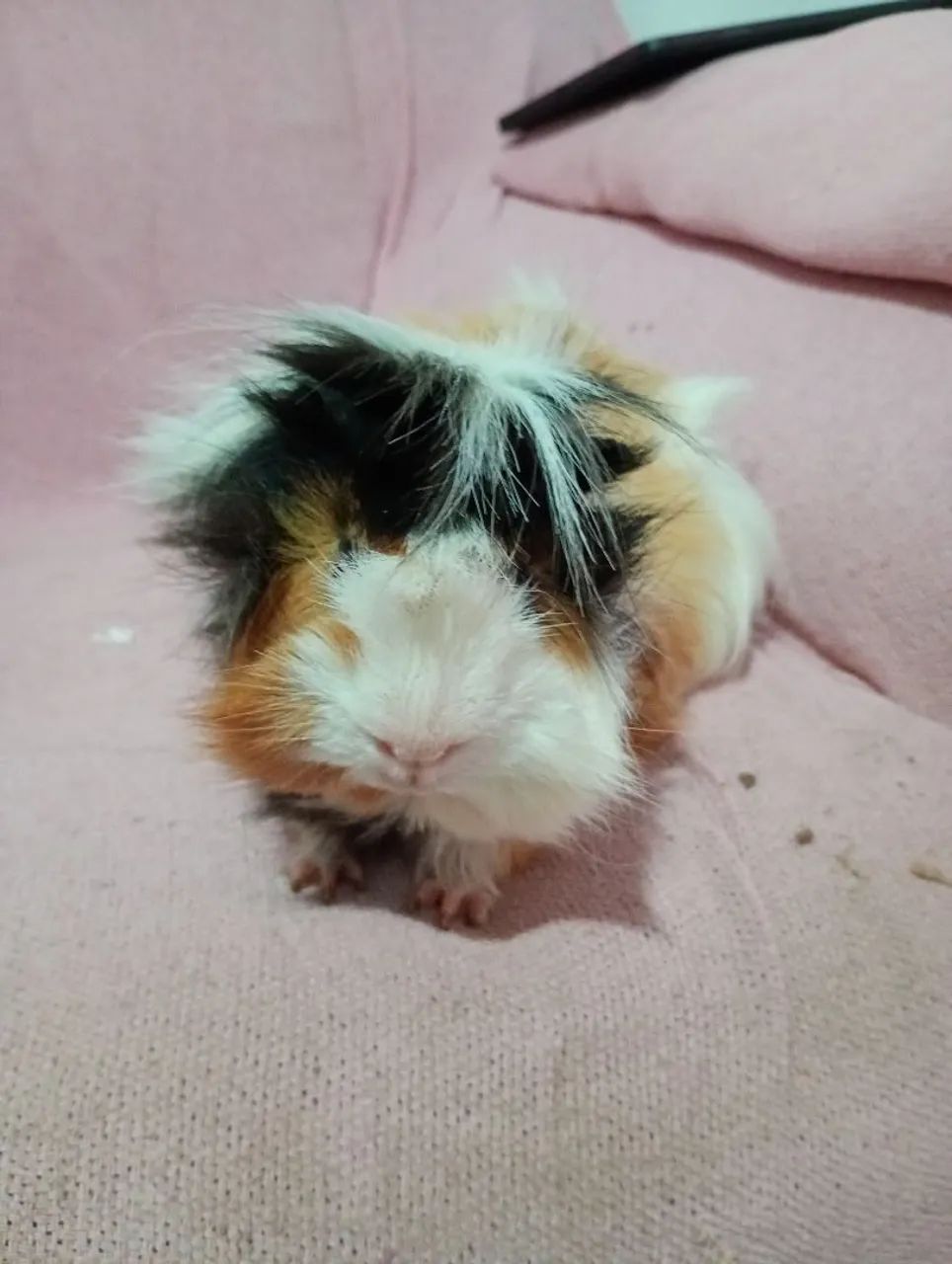 porquinho da índia macho peludo  - Foto 5