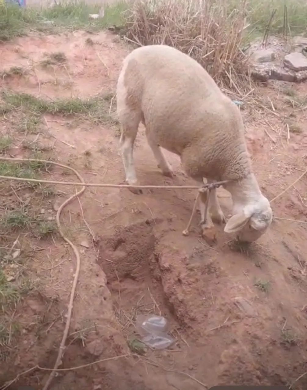 Vendo ovelhas