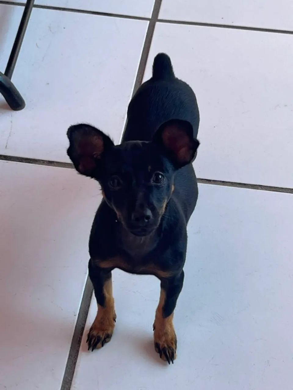 Pinscher fêmea - Foto 2
