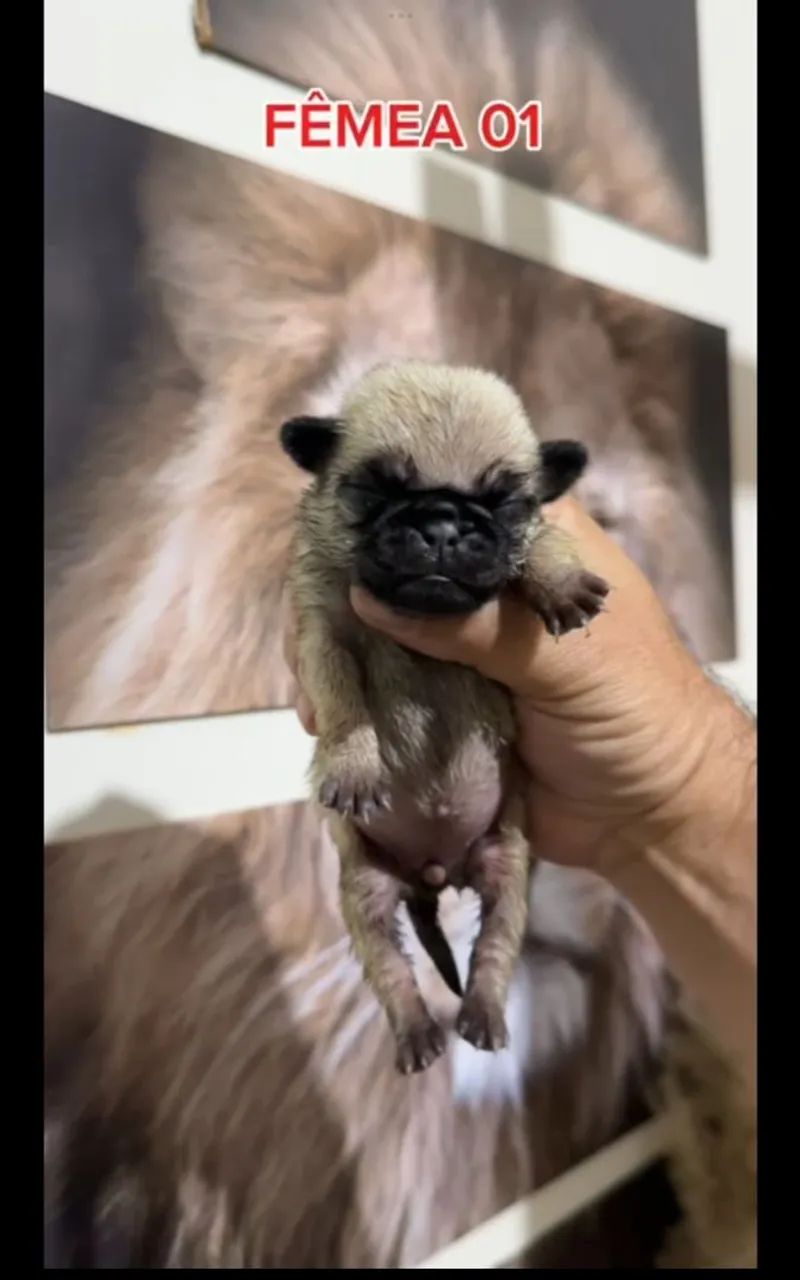 Pug  - Foto 4
