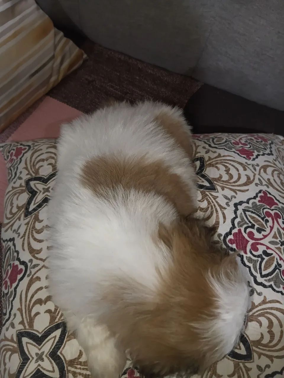 Shitzu micro macho - Foto 2
