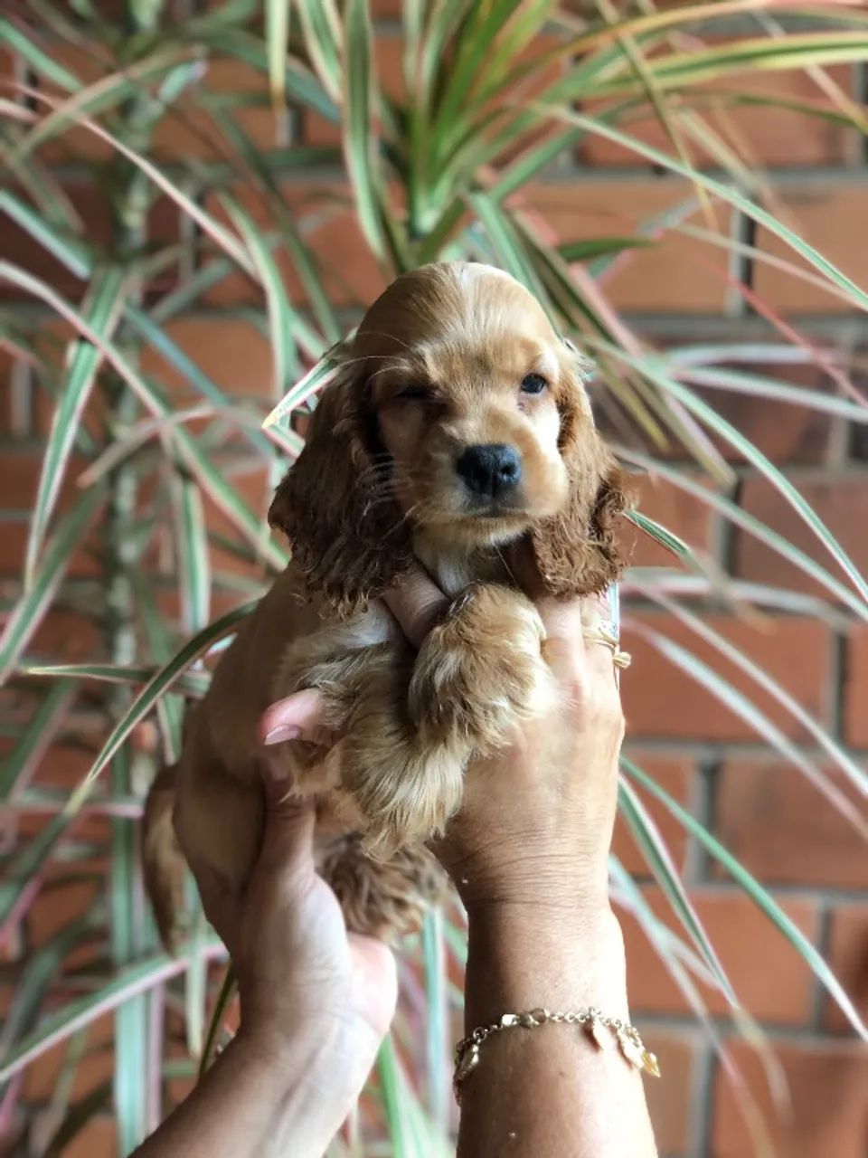 Filhotes de Cocker Spaniel Inglês - Foto 4