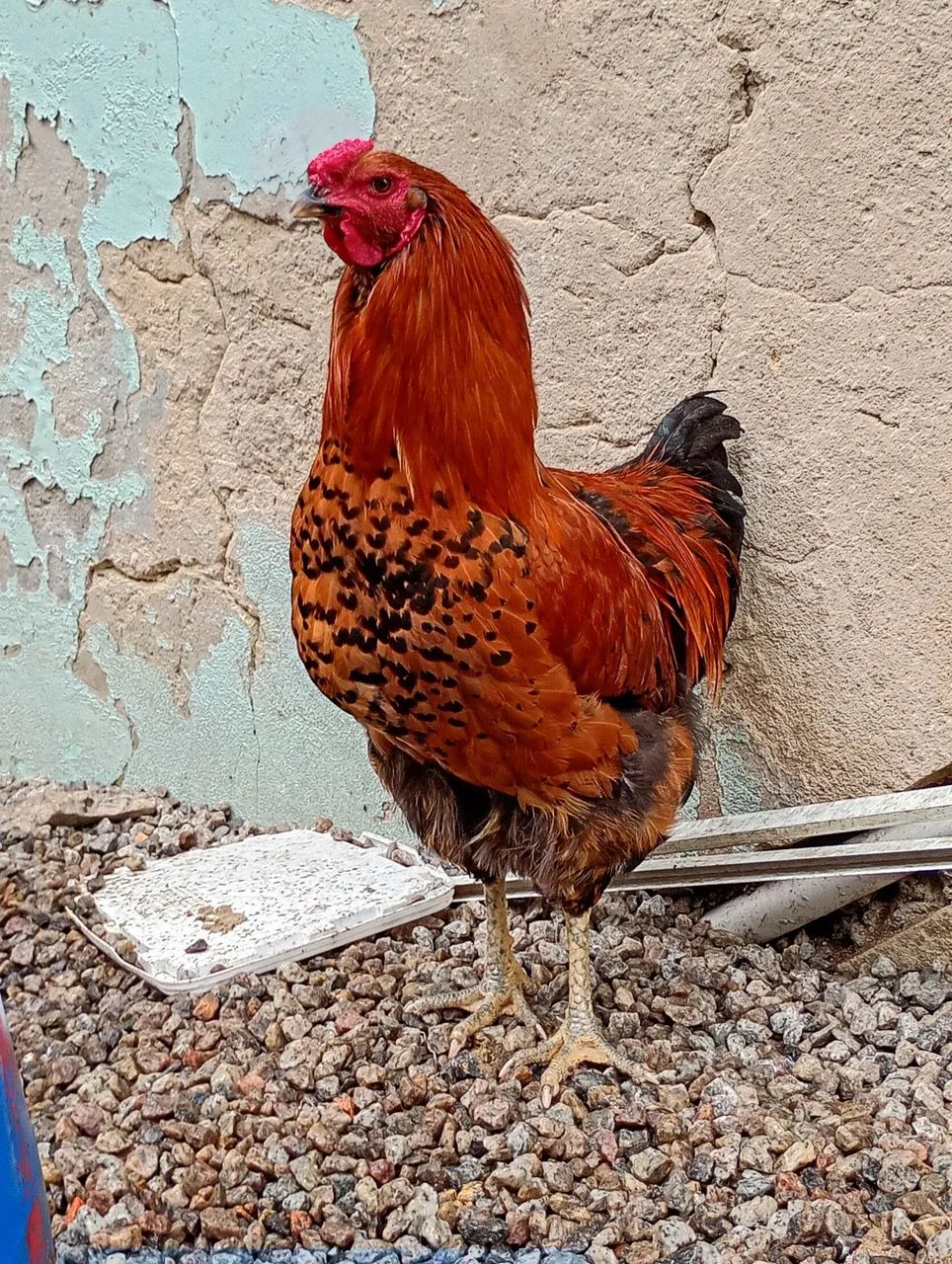 Galo - Foto 3
