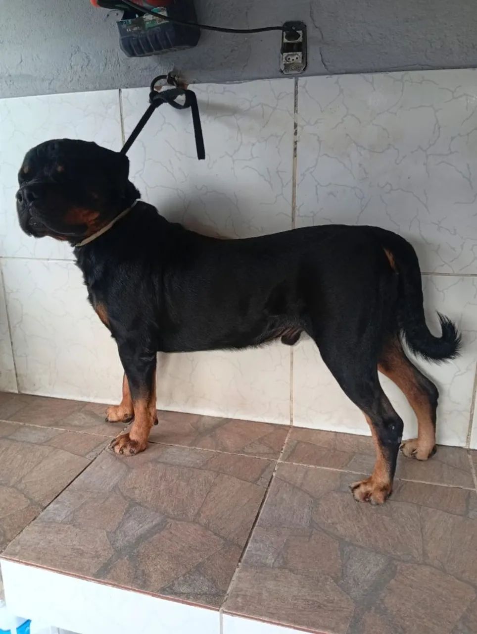 Rottweiler femea para cruza - Foto 2