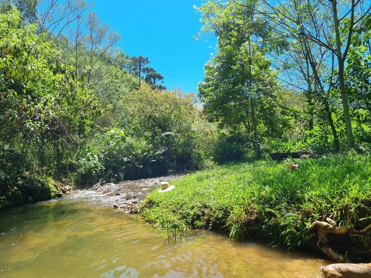 Sitio Sustentável - com 2 cabanas, Riacho, faturamento comprovado. - Foto 3