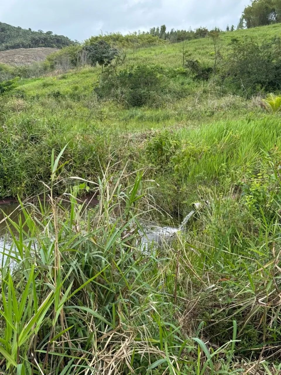 Sítio para Venda em Flexeiras, Zona Rural - Foto 5