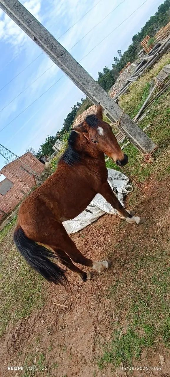 ? CAVALO À VENDA ? 2 ANOS | RAÇA NÃO DEFINIDA - Foto 4