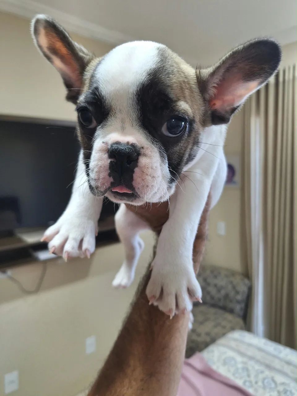 Buldog francês machos. - Foto 2