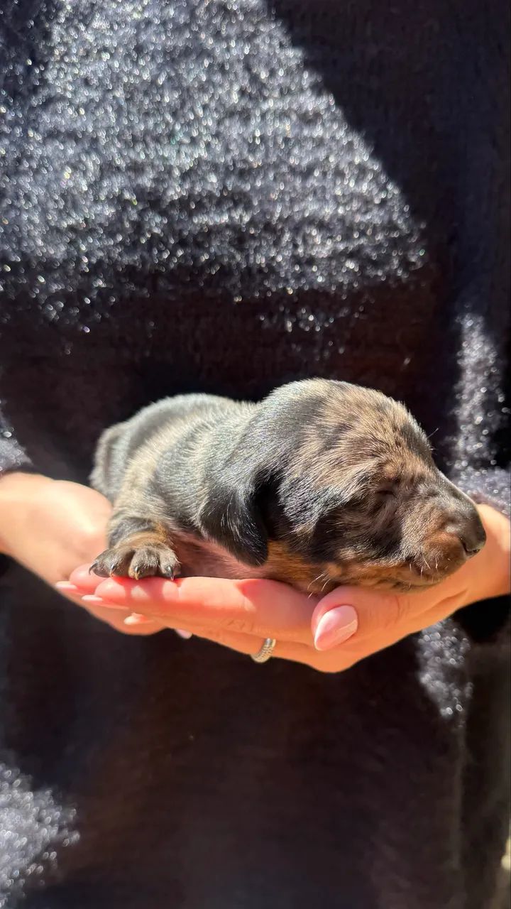 Dachshund macho a venda!!