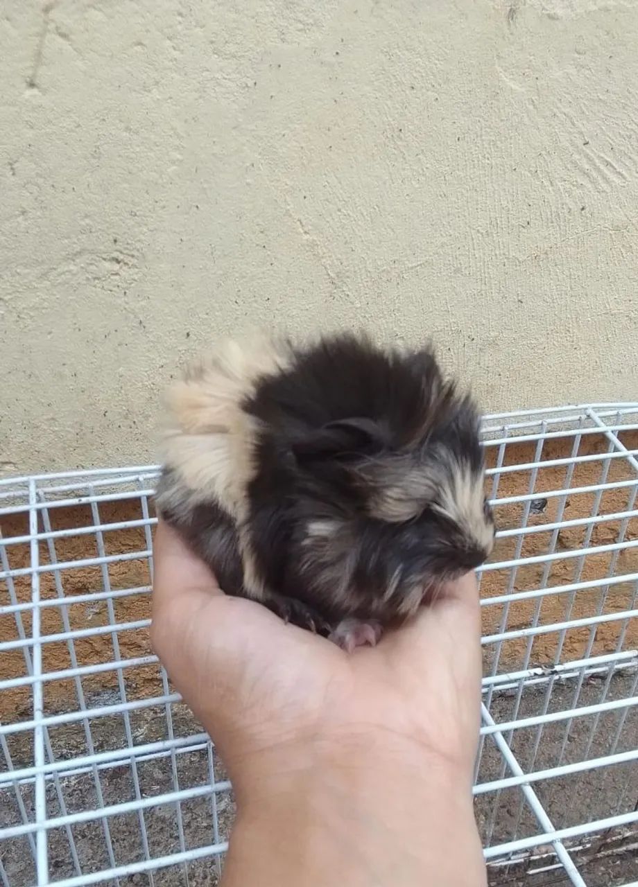 Filhotes porquinho da india fêmea 