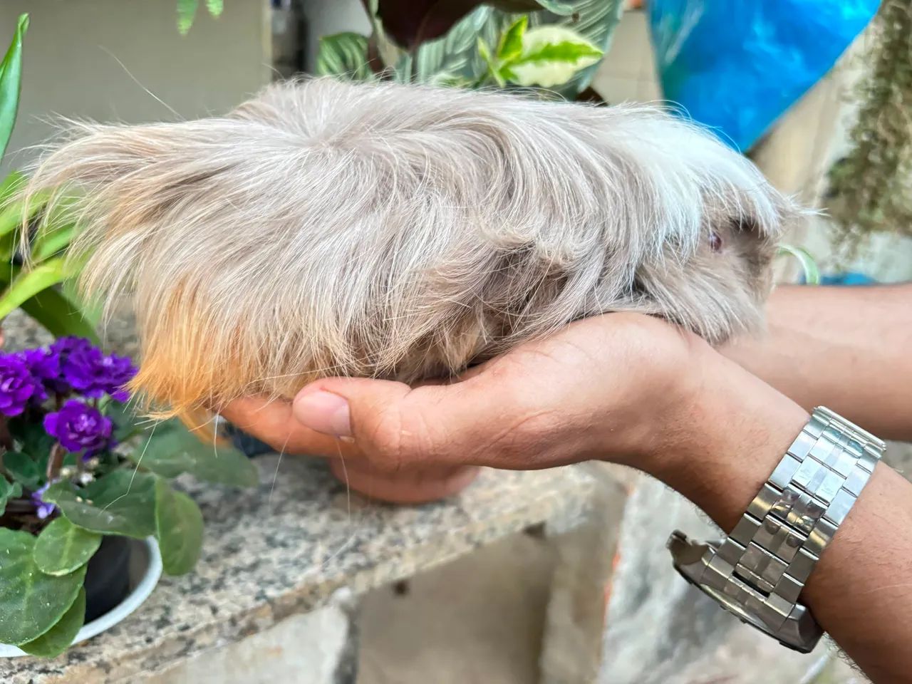 Porquinho da Índia peruanos peludos fêmea e macho 