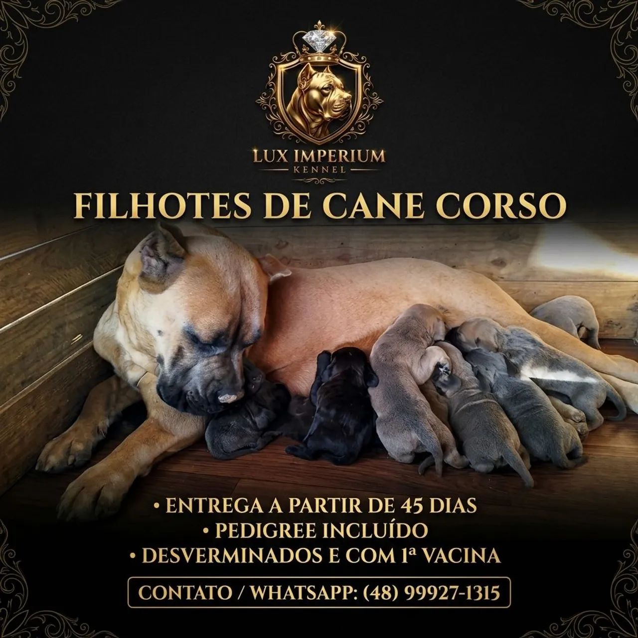 Filhotes de CANE CORSO