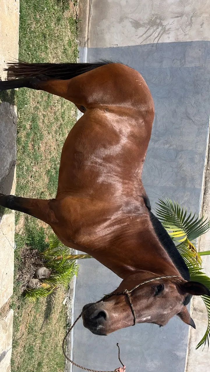 Égua  - Foto 5