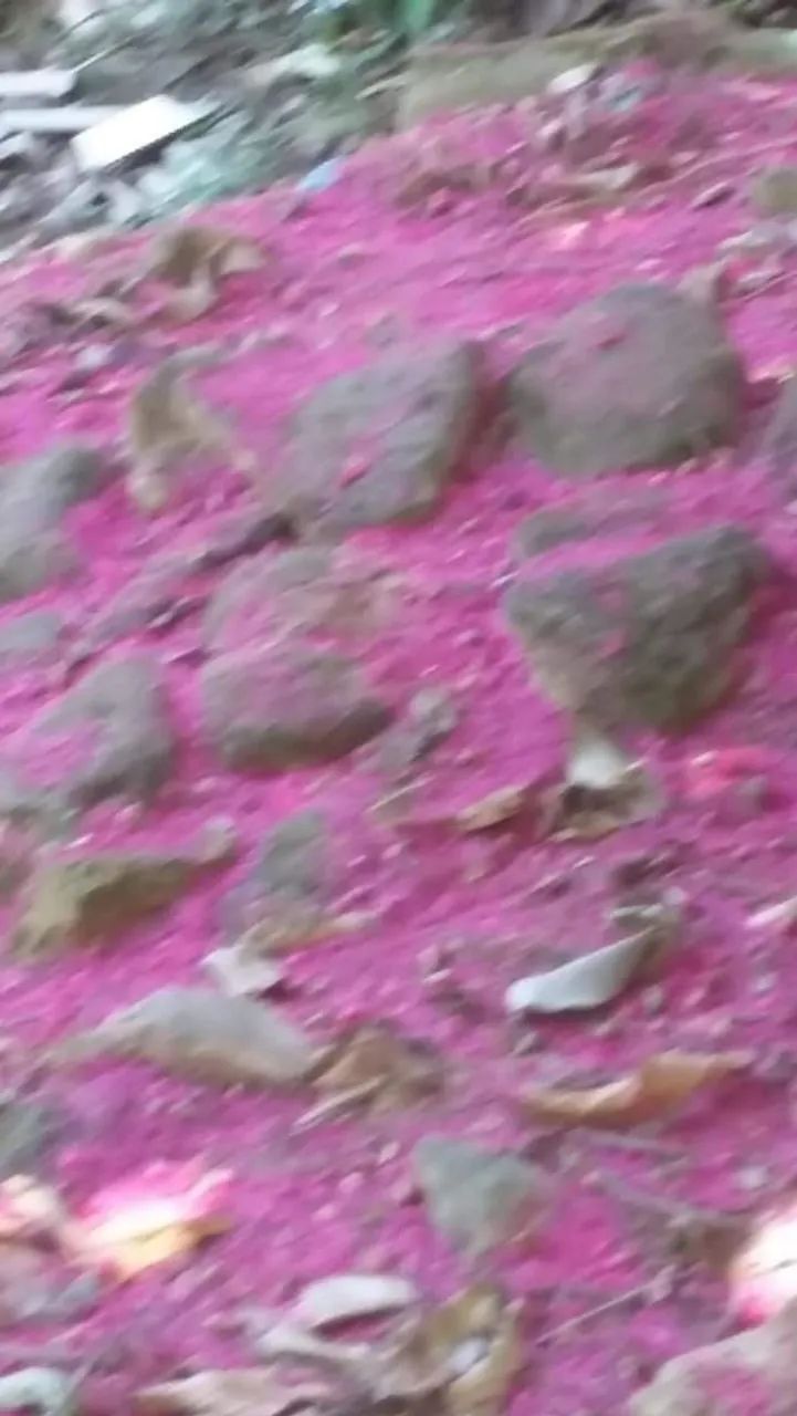 Foto - Petrópolis - Alto da Serra