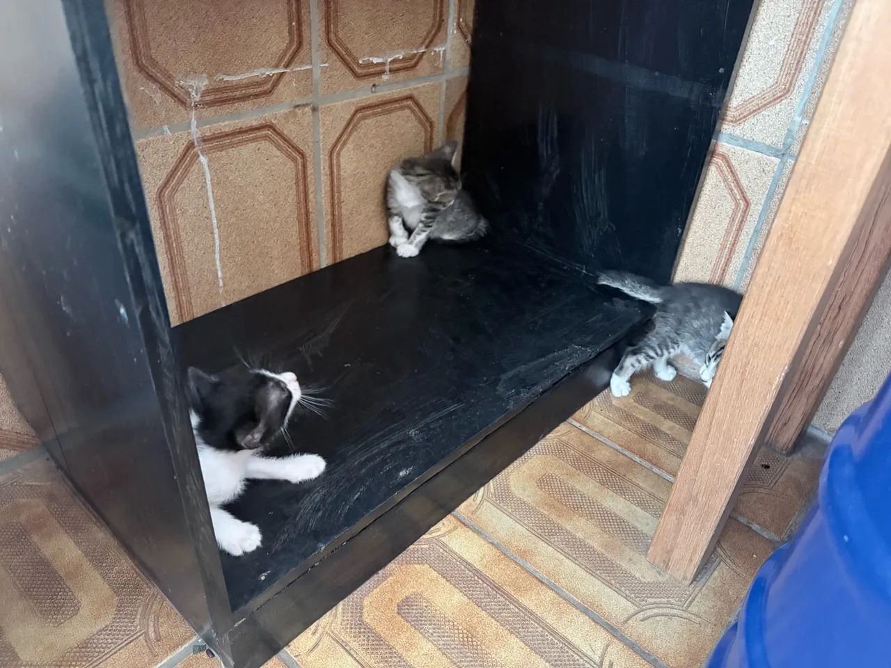 Doação gatos filhotes  - Foto 4