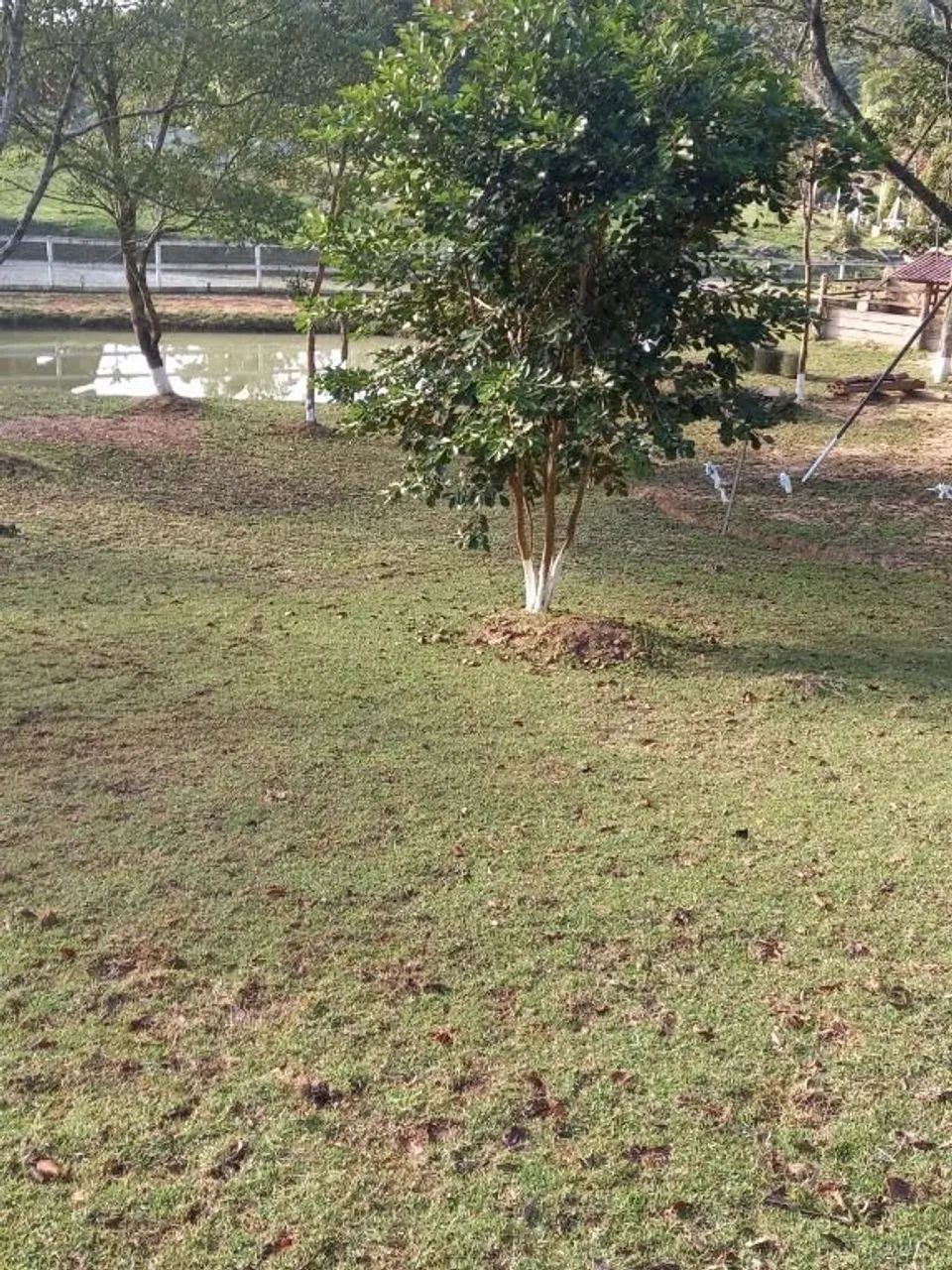 Sítio à venda, 3 m² por R$ 700.000 - São Sebastião - Palhoça/SC - Foto 8