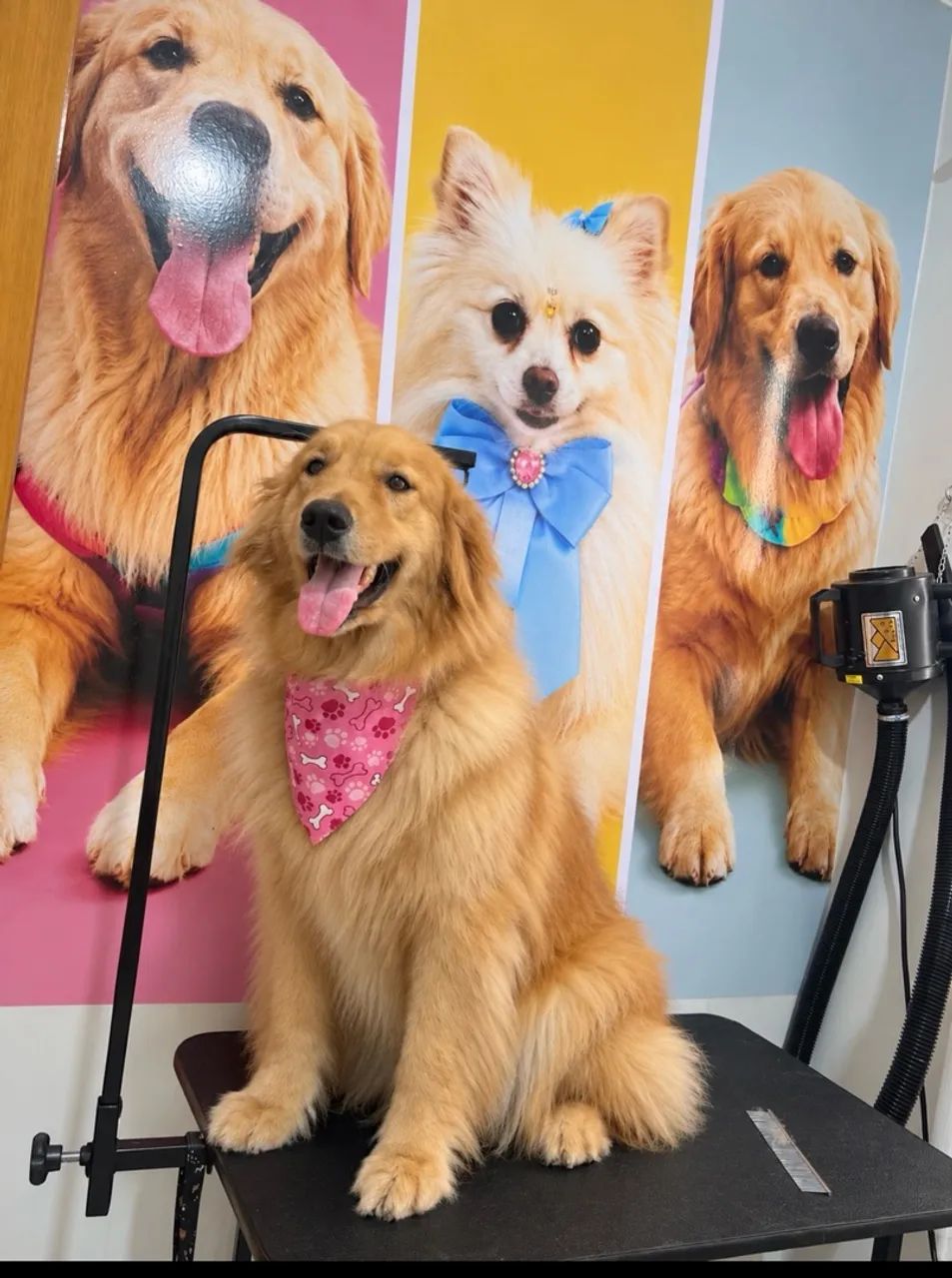 Golden retriever  - Foto 2