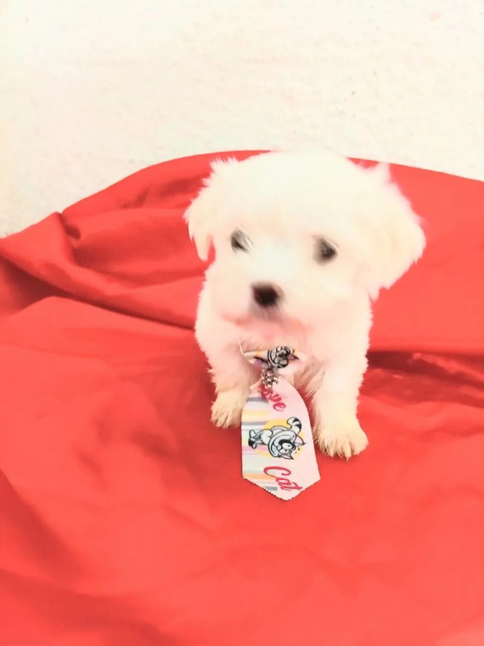 Maltês macho micro com pedigree  - Foto 4