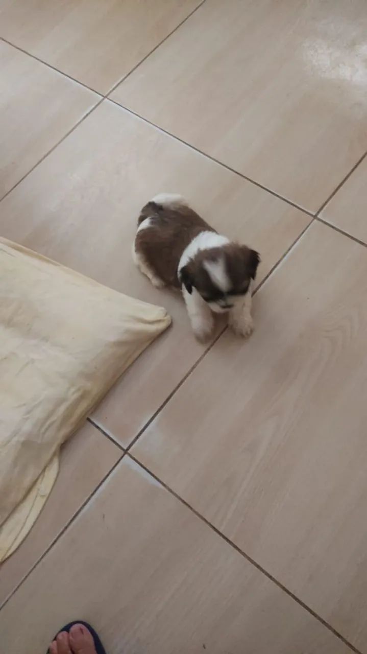 Cachorro lhapso  - Foto 3