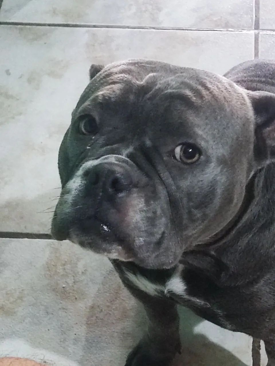 Vendo American bully - Foto 2