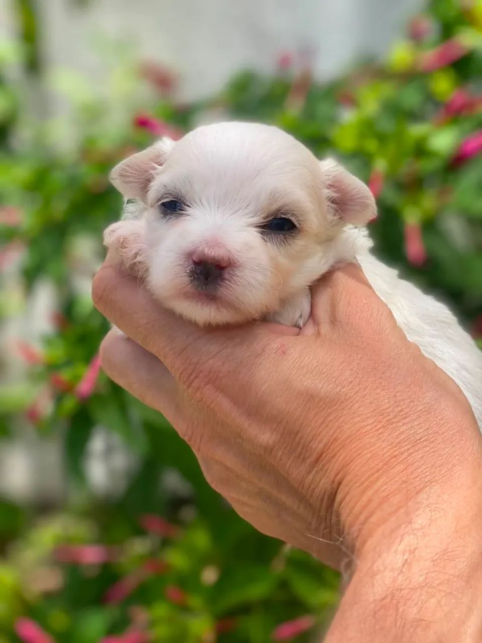 Os perfeitinhos malteses - Foto 4