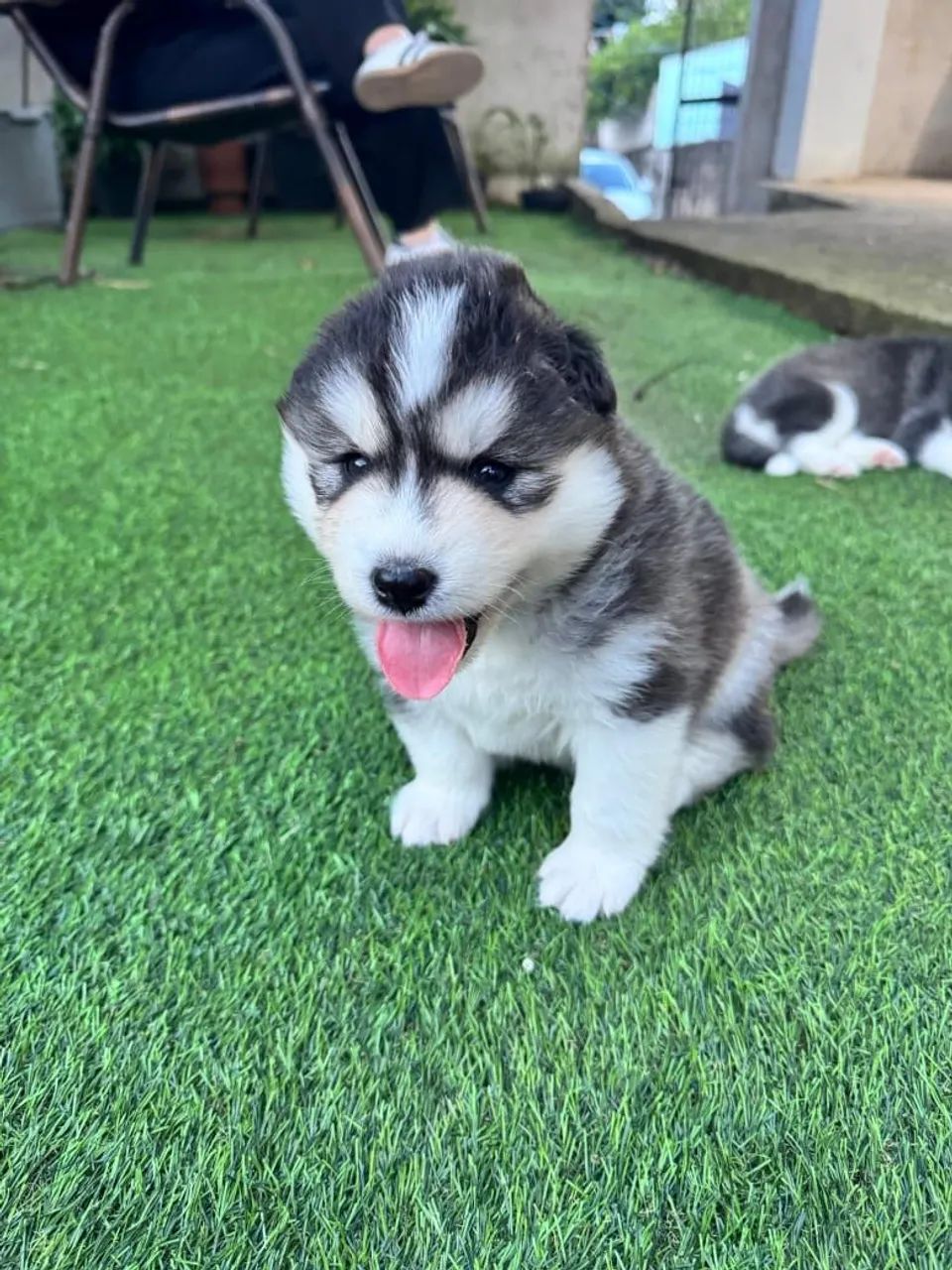 Vendo husky siberiano  - Foto 3