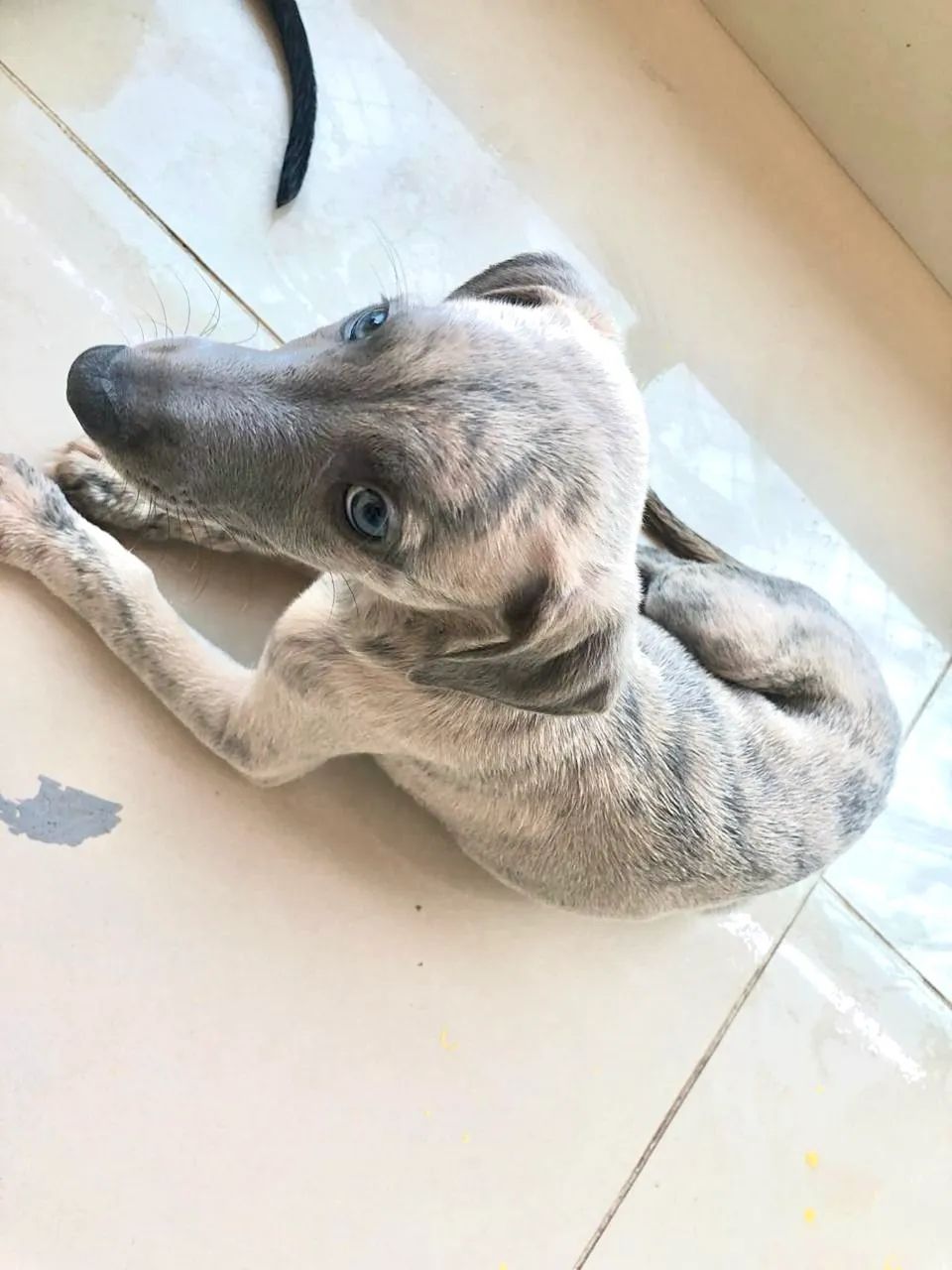 Whippet - Foto 2