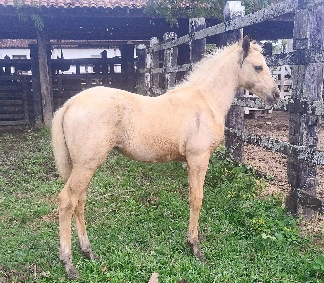 POTRA QUARTO de MILHA - Genética Roxão