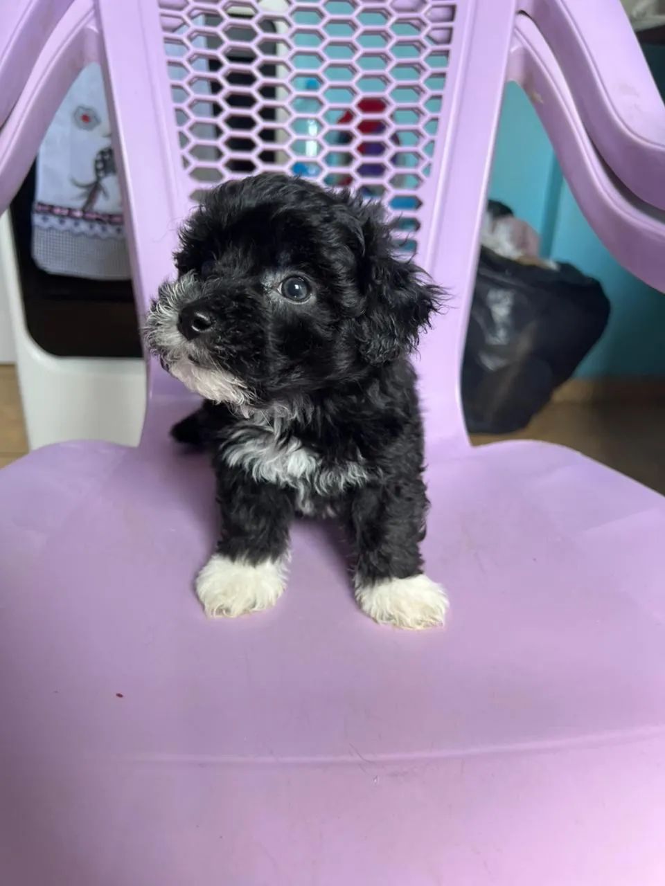 Poodle 600$ - Foto 3