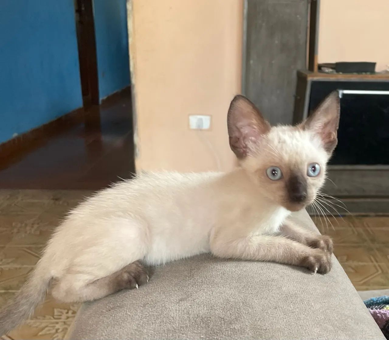 Doa-se gatinho lindos  - Foto 2