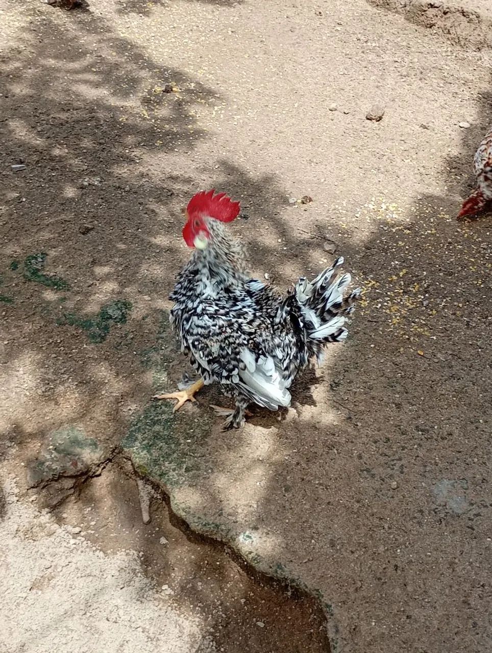 Galos chinês