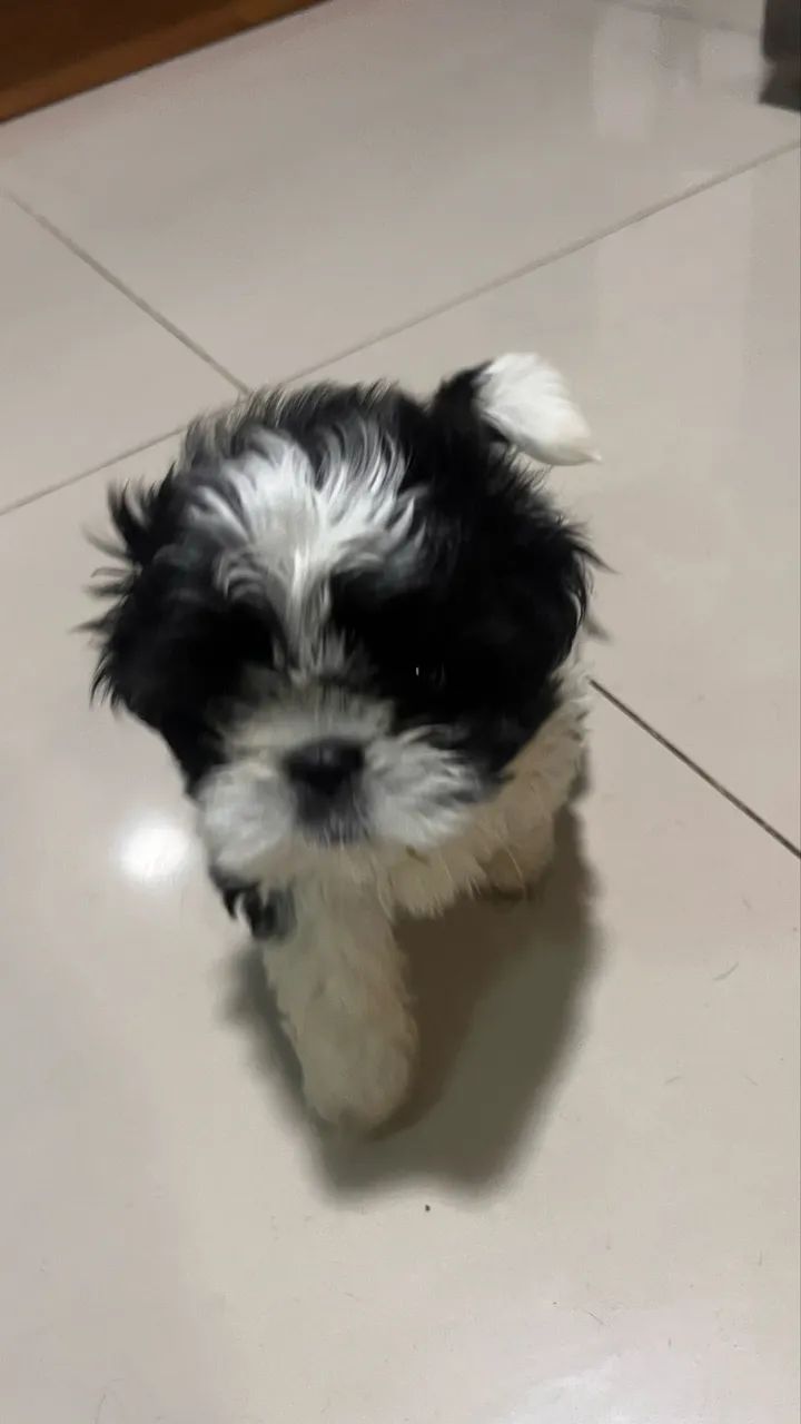 Shih Tzu - Foto 2