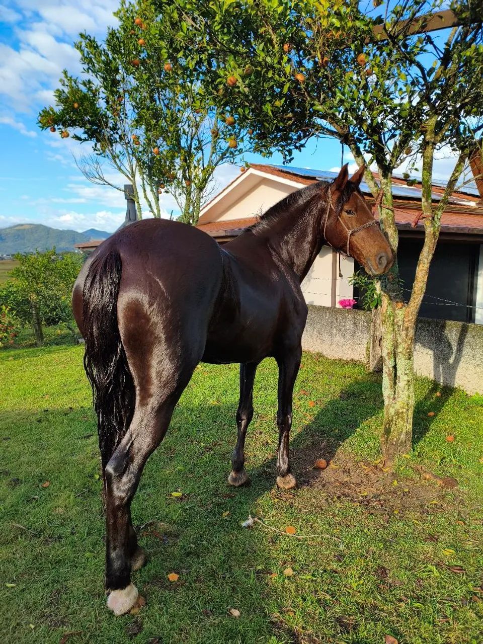 Égua de Total Confiança  - Foto 3