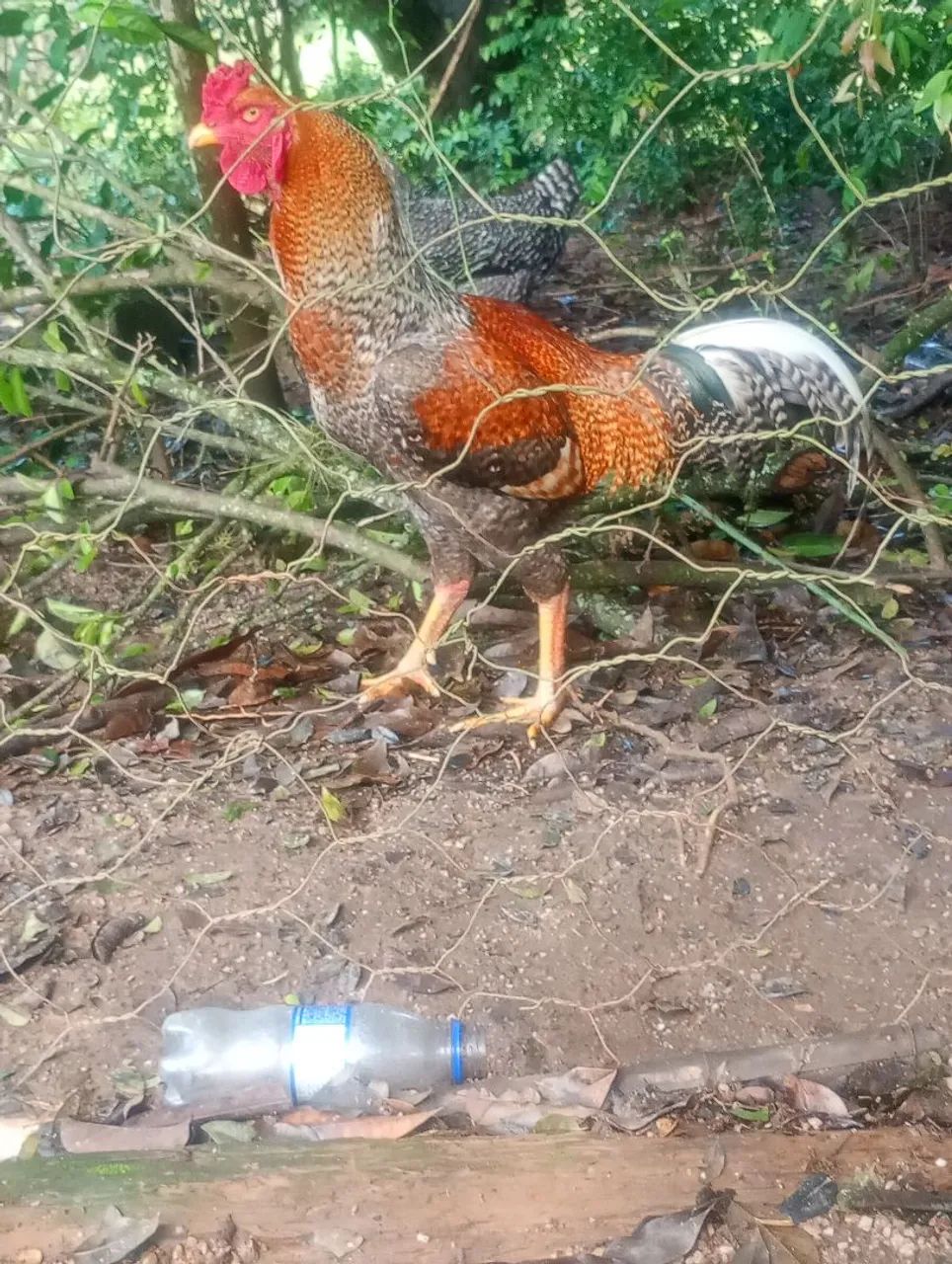 Galo - Foto 4
