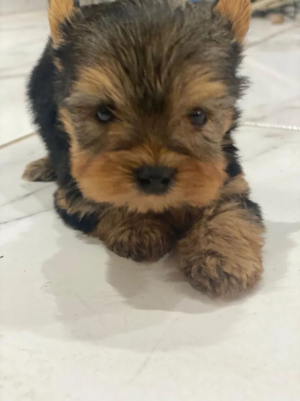 Yorkshire terrier mini - Foto 4