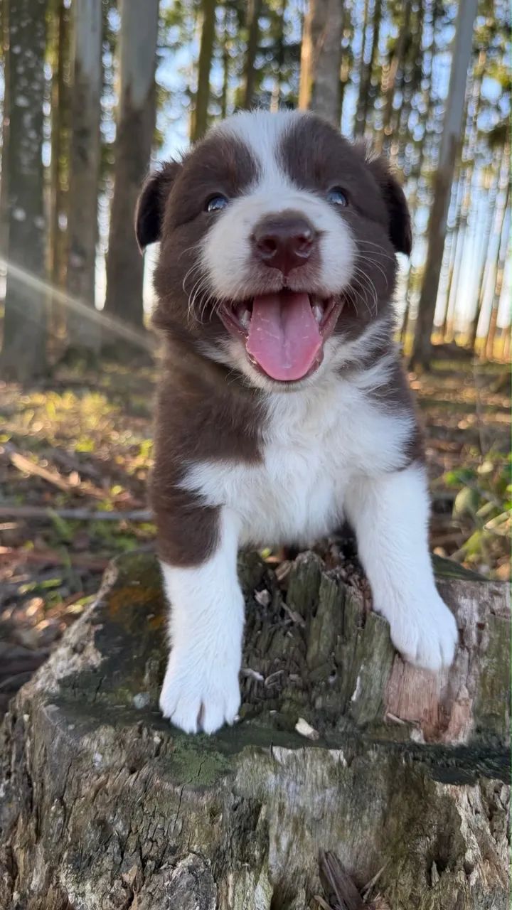 Filhotes de Border Collie - Foto 2
