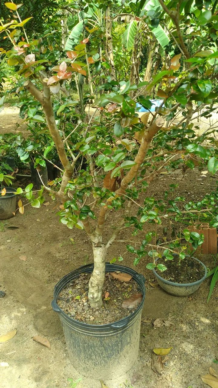 Mudas de Plantas 